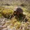 Żółw Pustynny (Geochelone sulcata)