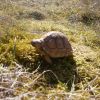 Żółw Pustynny (Geochelone sulcata)