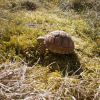 Żółw Pustynny (Geochelone sulcata)