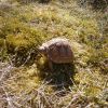 Żółw Pustynny (Geochelone sulcata)
