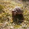 Żółw Pustynny (Geochelone sulcata)