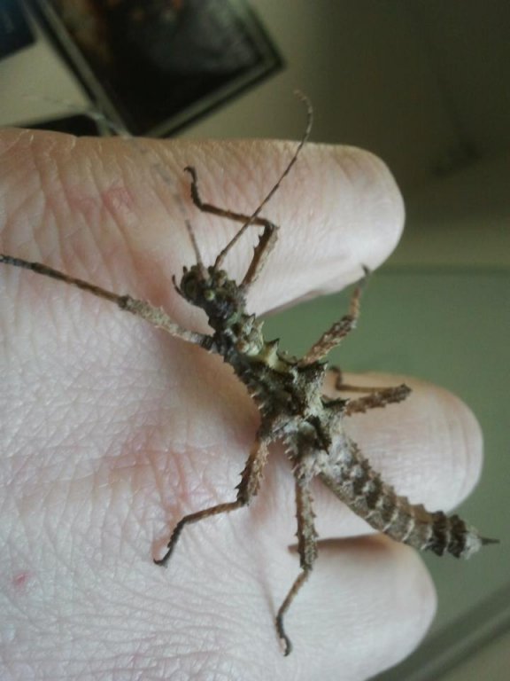 Extatosoma tiaratum   Straszyk australijski 2