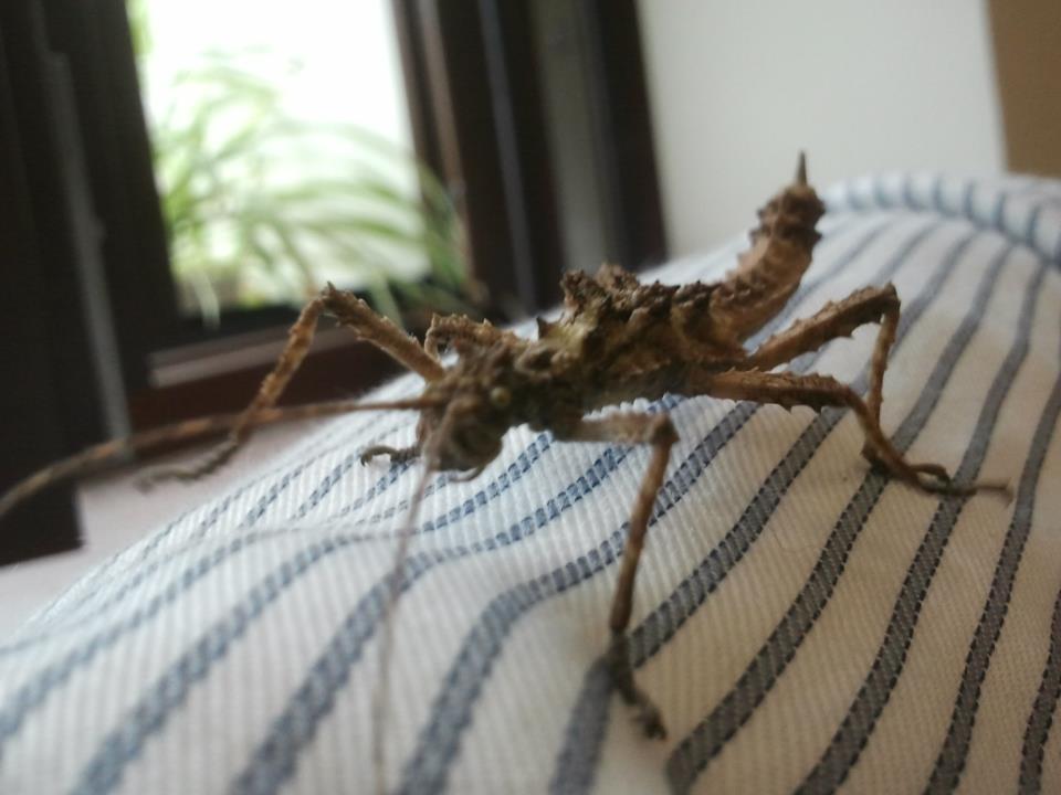 Extatosoma tiaratum   Straszyk australijski 3