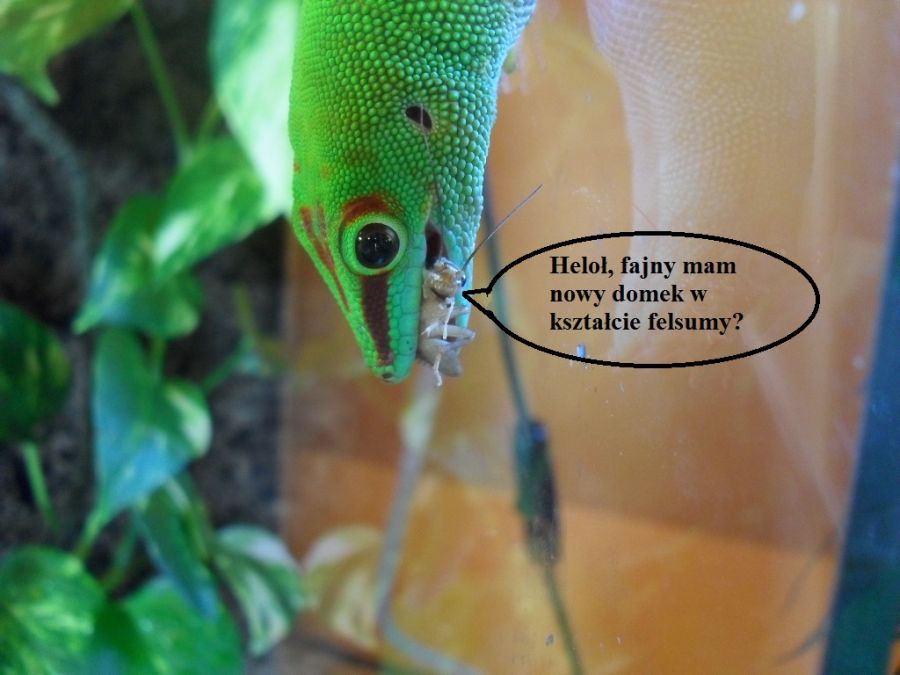 Nowy domek świerszcza :)