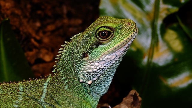 Reptus