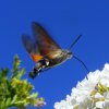 Macroglossum stellatarum