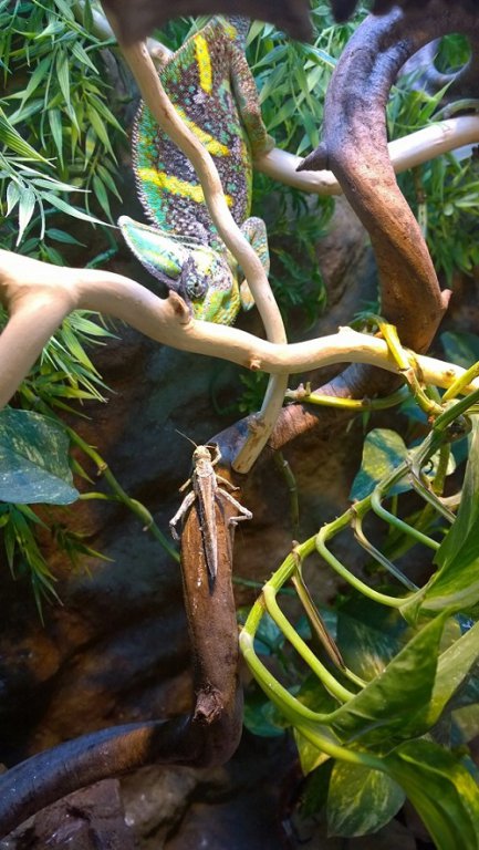 Calyptratus 19 - 3