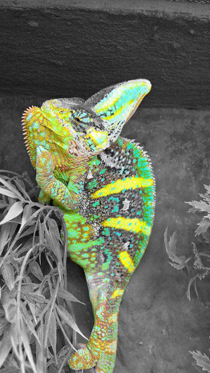 Calyptratus 19