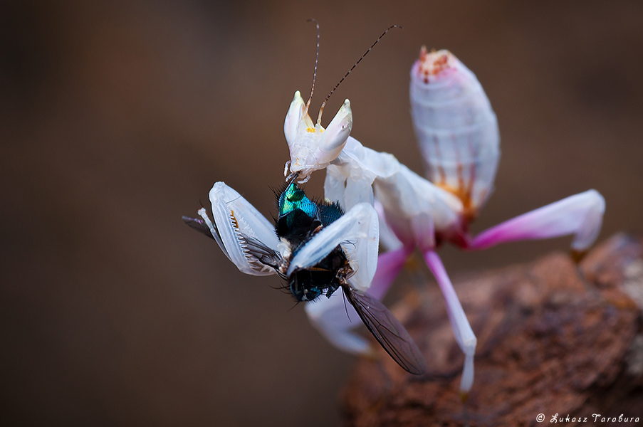 Hymenopus coronatus