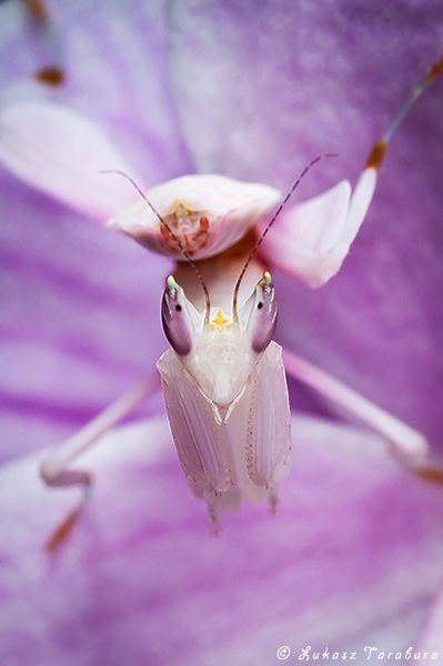 Hymenopus coronatus
