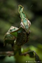 Phyllocrania paradoxa