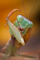 Rhombodera