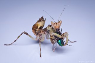 Creobroter apicalis
