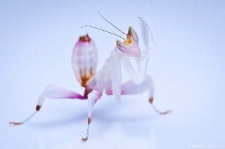 Hymenopus coronatus