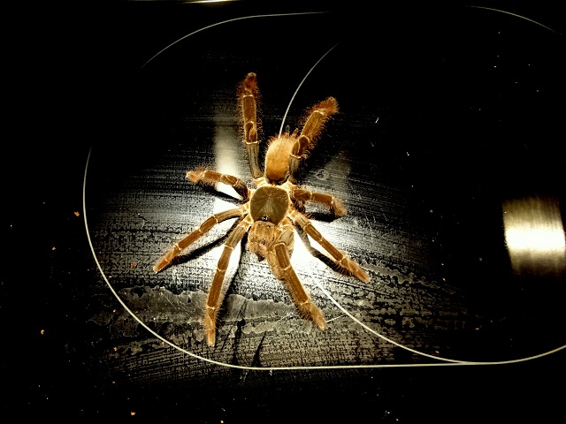 H.Gigas samiec 1