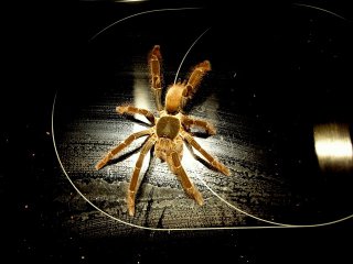 H.Gigas samiec 1