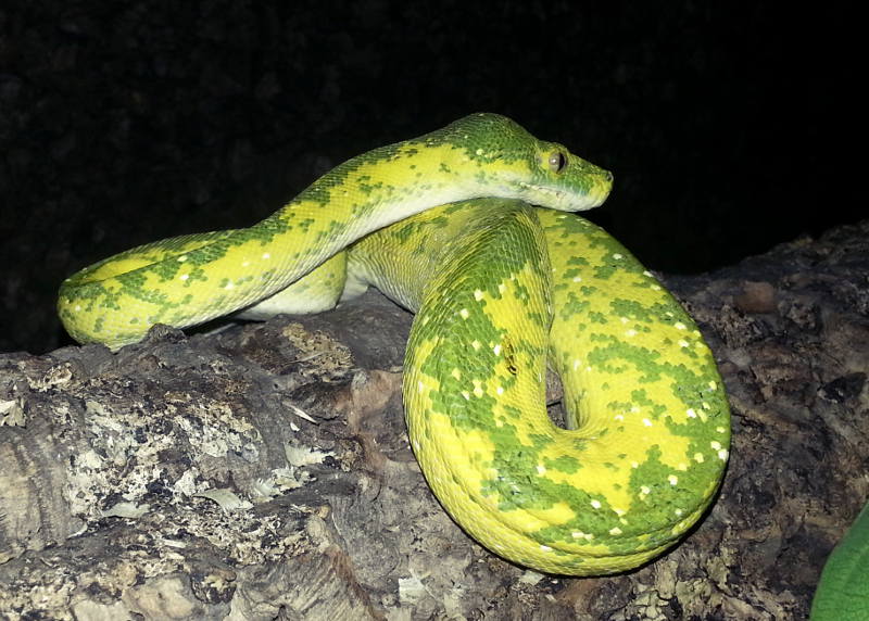 viridis 4