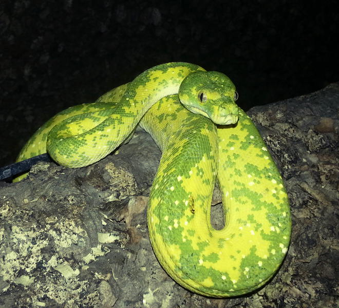 viridis 2