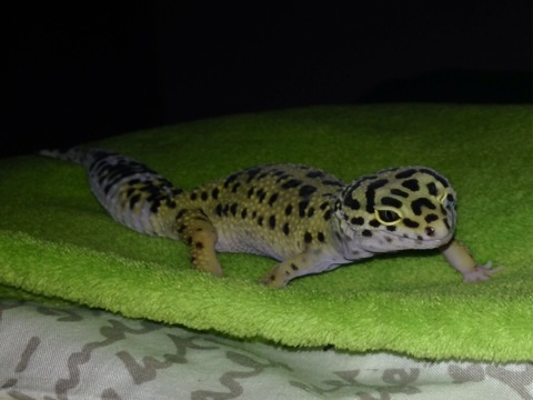 Laluś