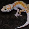 W&Y Mack Snow Tangerine Tremper Albino Het Eclipse poss. Het Blizzard female