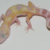 SnowGlow RAPTOR Male