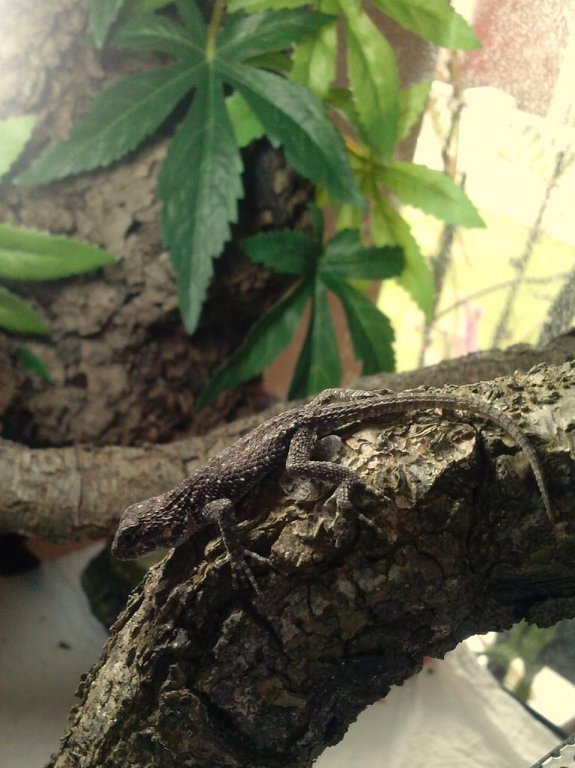 S. malachiticus - młode