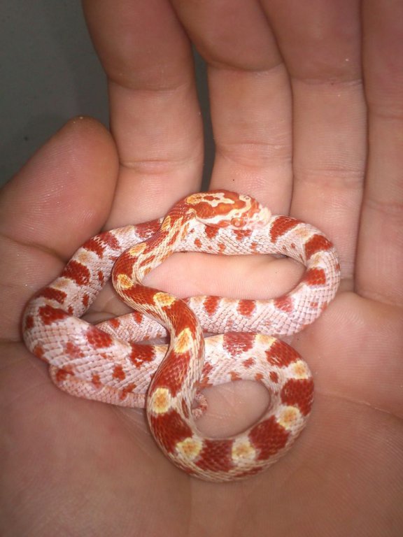 Amelanistic het. Caramel, Anerythrystik, Motley