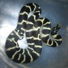 Lampropeltis getula californiae