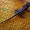 czarna agama brodata