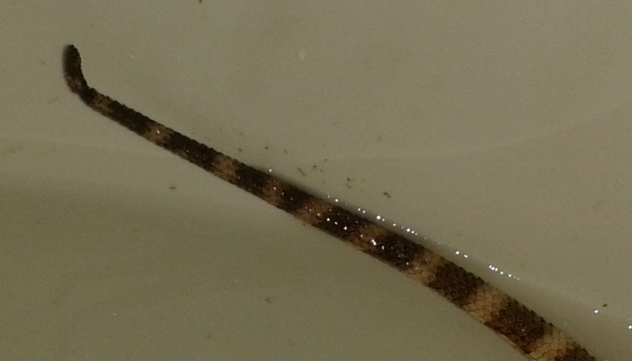 ogonek