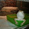 Shonki w SPA