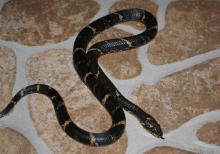 Elaphe schrenckii Elaphe schrenckii