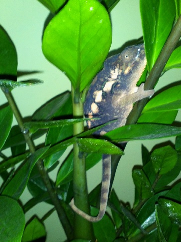 Ambilobe Blue Bar Female 1
