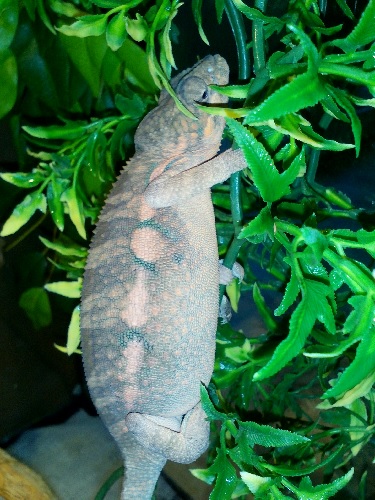 Ambilobe female