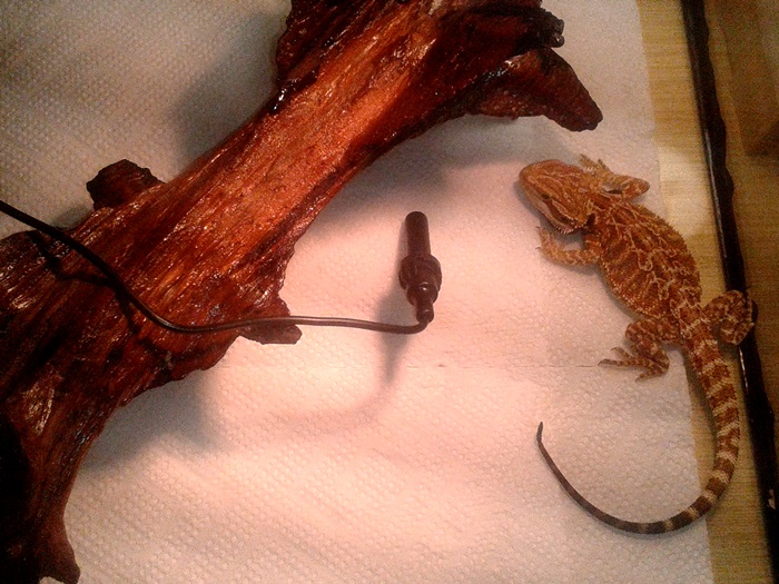 chorobowe