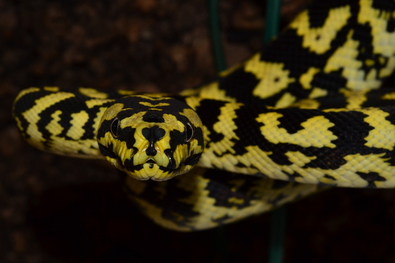 M. s. cheynei