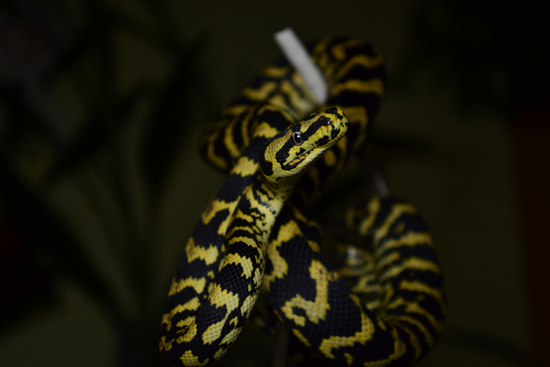 M. s. cheynei