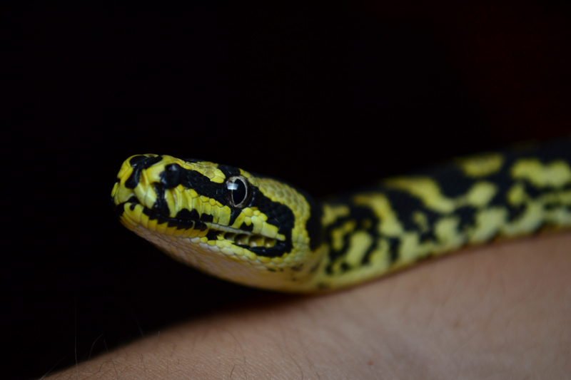 M. s. cheynei