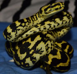 M. s. cheynei M. s. cheynei