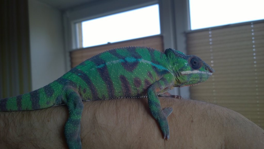 Furcifer 9 - 2