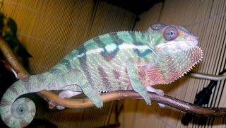 FP 4.5 - 4 FP 4.5 - 4