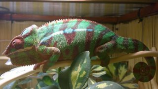 Furcifer 9 Furcifer 9