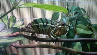 FP 4.5 - 2 FP 4.5 - 2