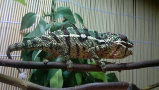 FP 4.5 - 1 FP 4.5 - 1