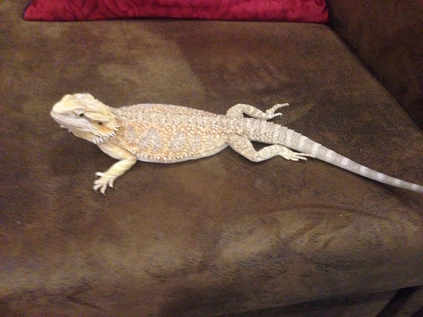 40cm