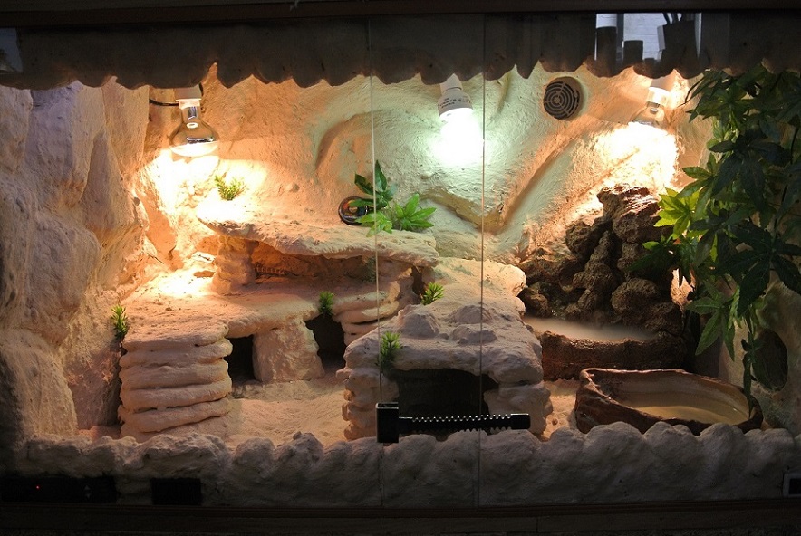 terrarium dla agamy brodatej 100x70x60