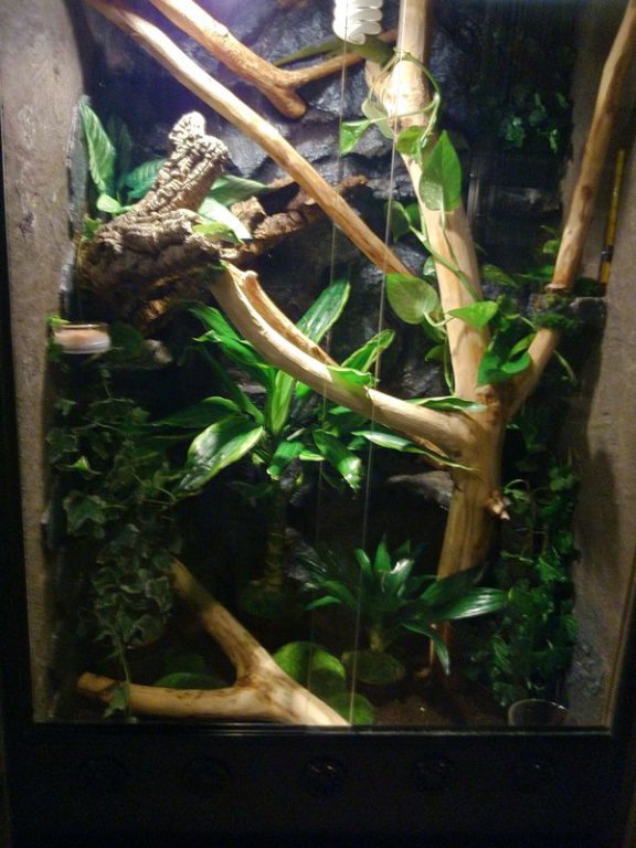 terra felsum