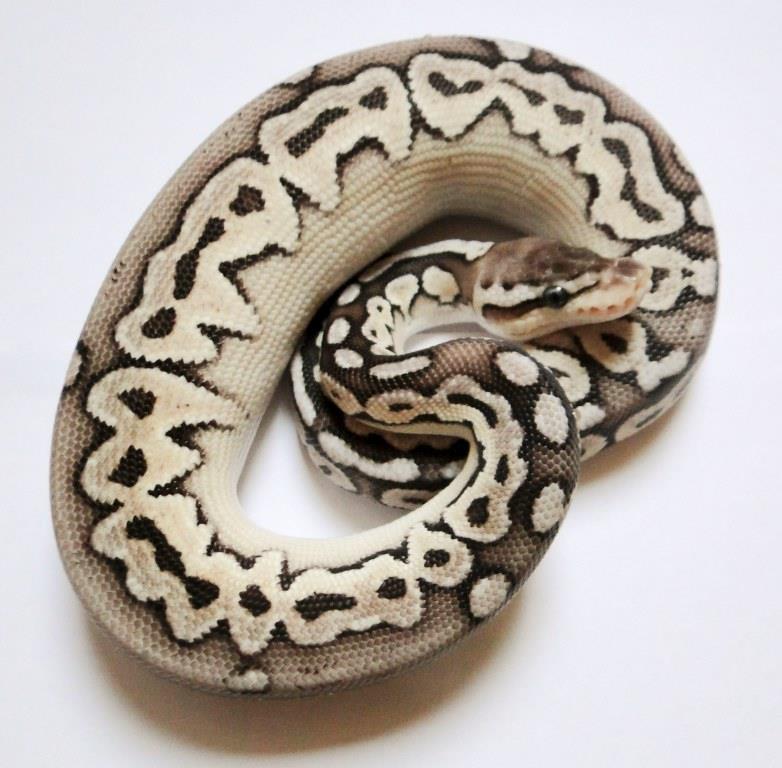 pewter samiec