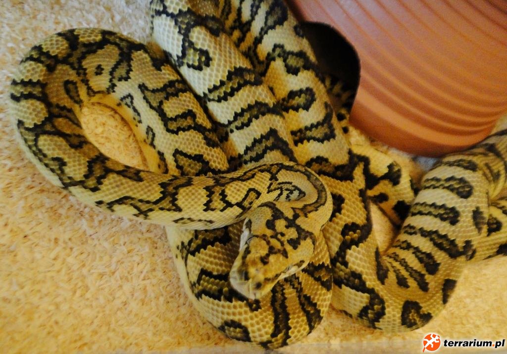 Morelia bredli x Morelia s. mcdowelli Jaguar