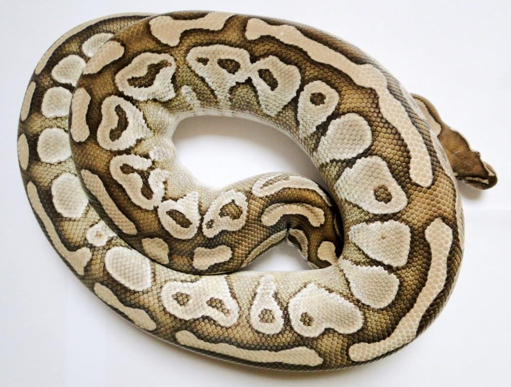 lesser samica 1